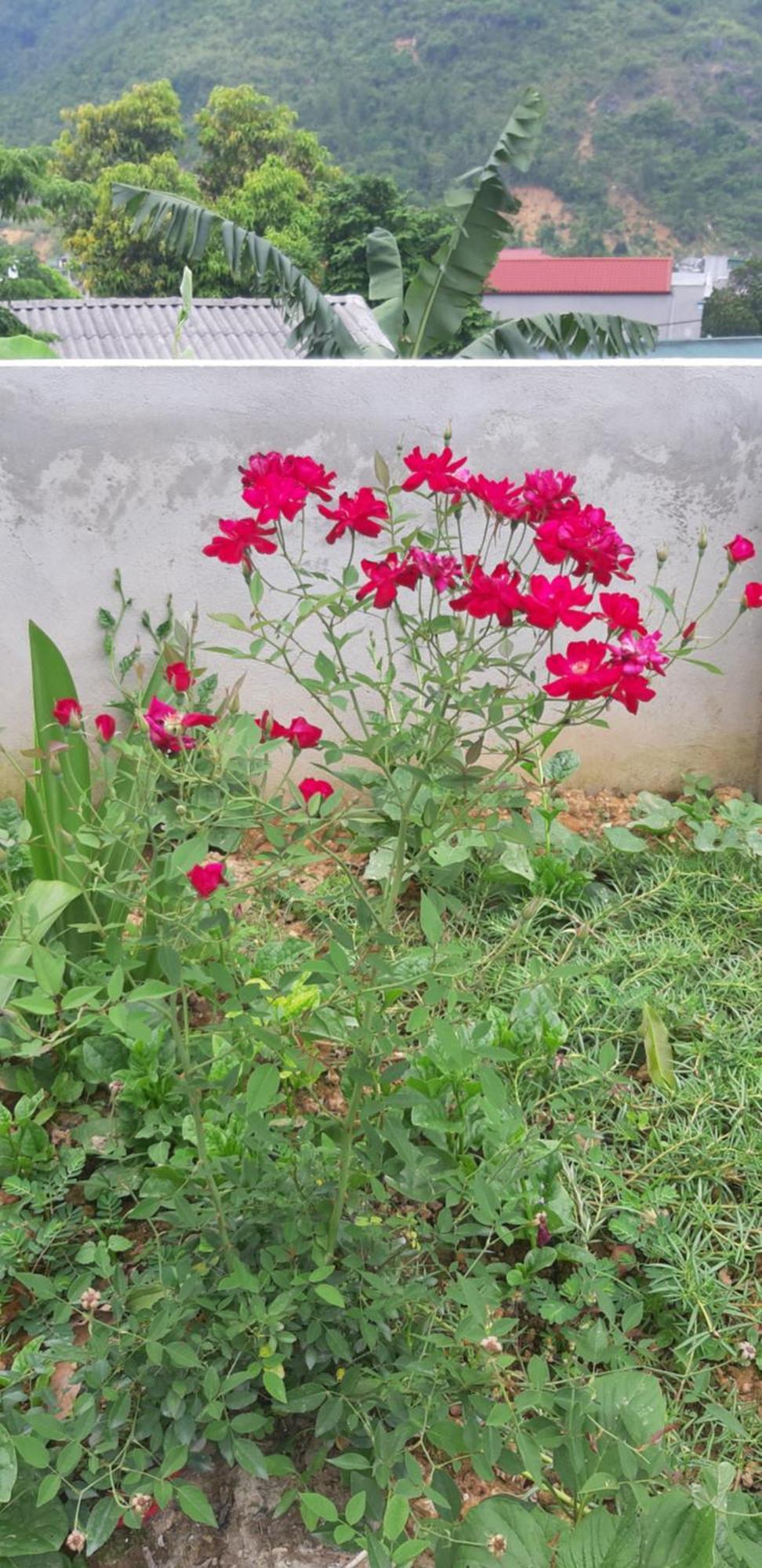 Milk Milk Homestay Yen Minh Pokój zdjęcie